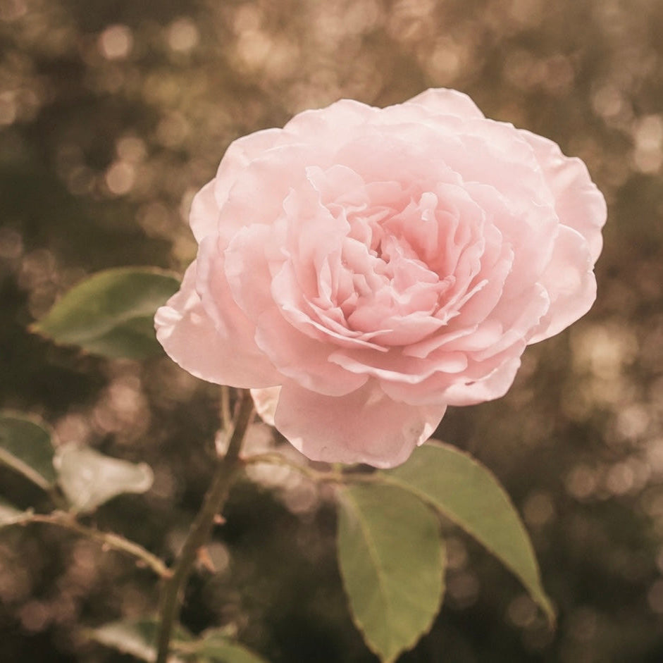 Open and Soften ritual image
