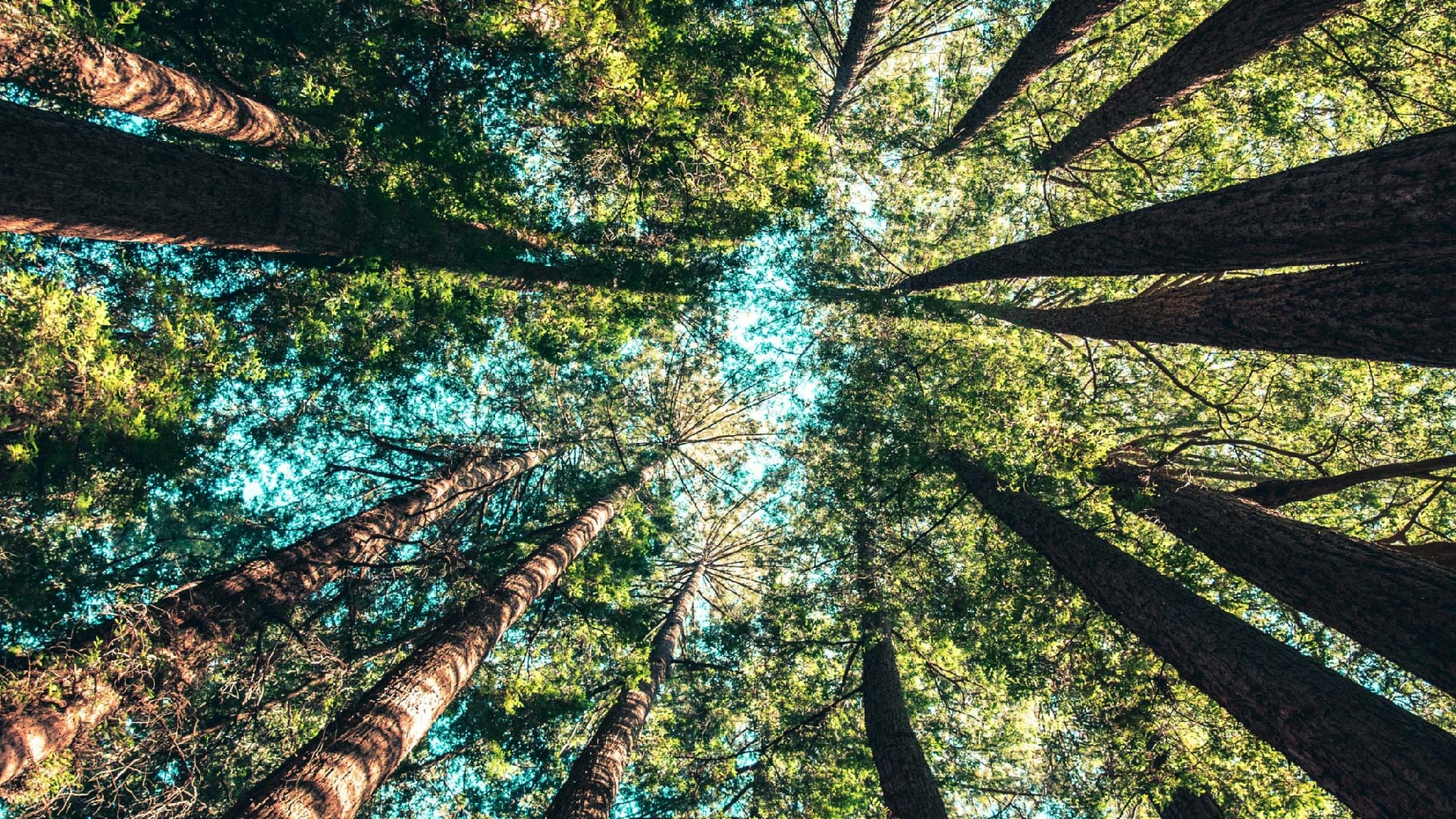 Sunlight filtering through a tall forest canopy