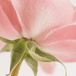 Soft Rose Incense - Orblink