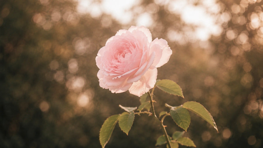 Rose ritual image