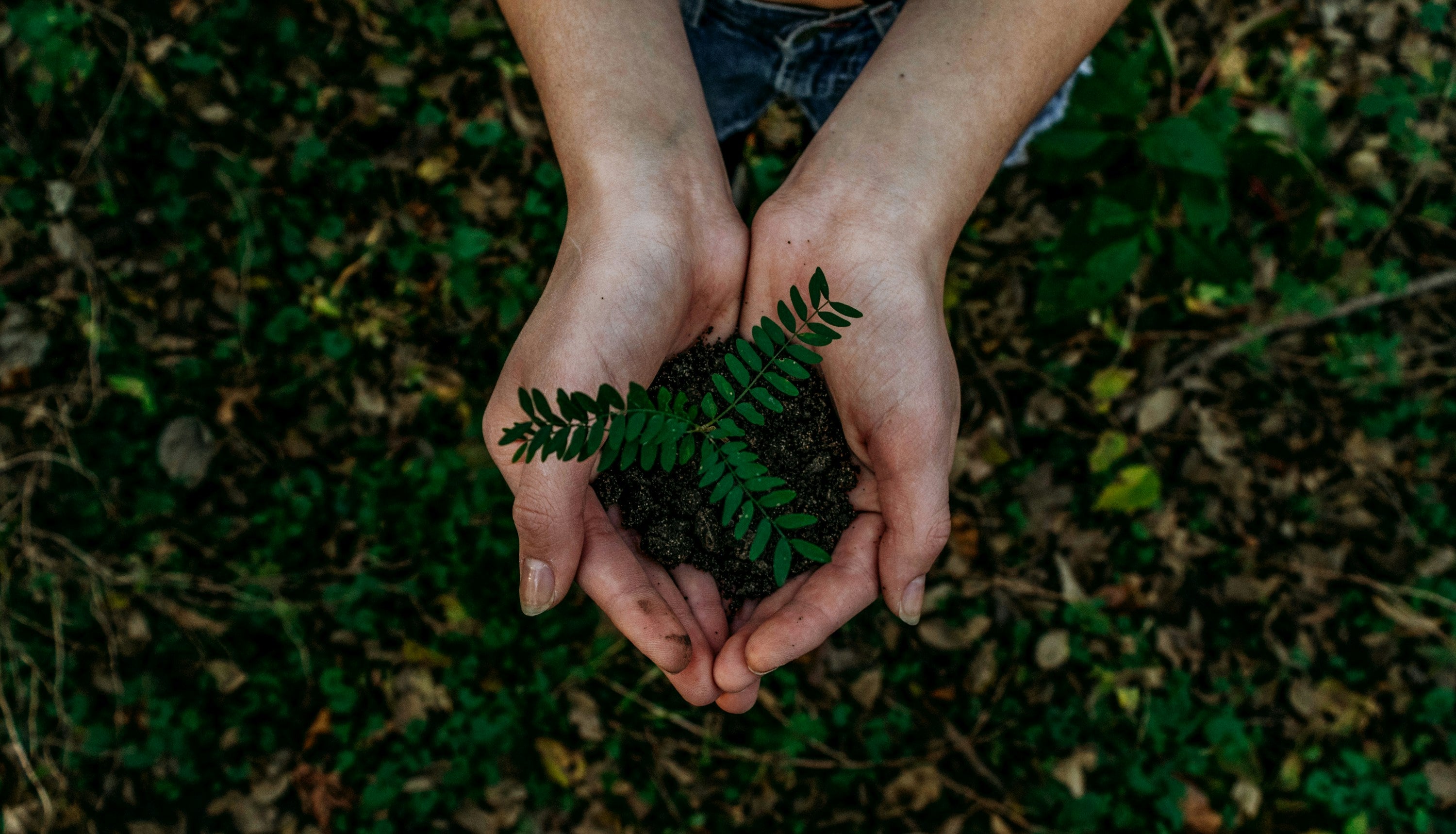 Hands holding a green seedling in a forest